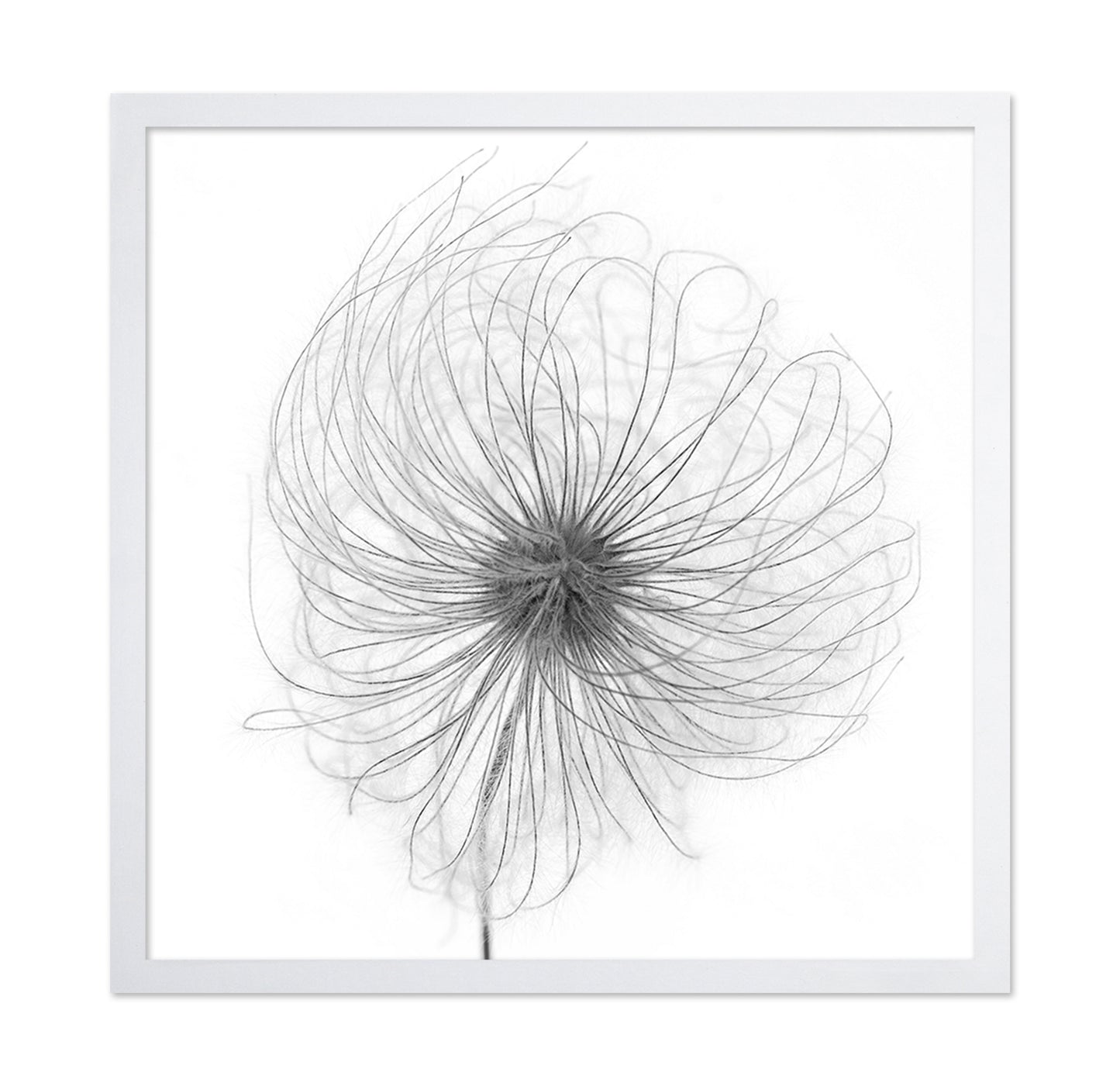 Fluffy Seed Head
