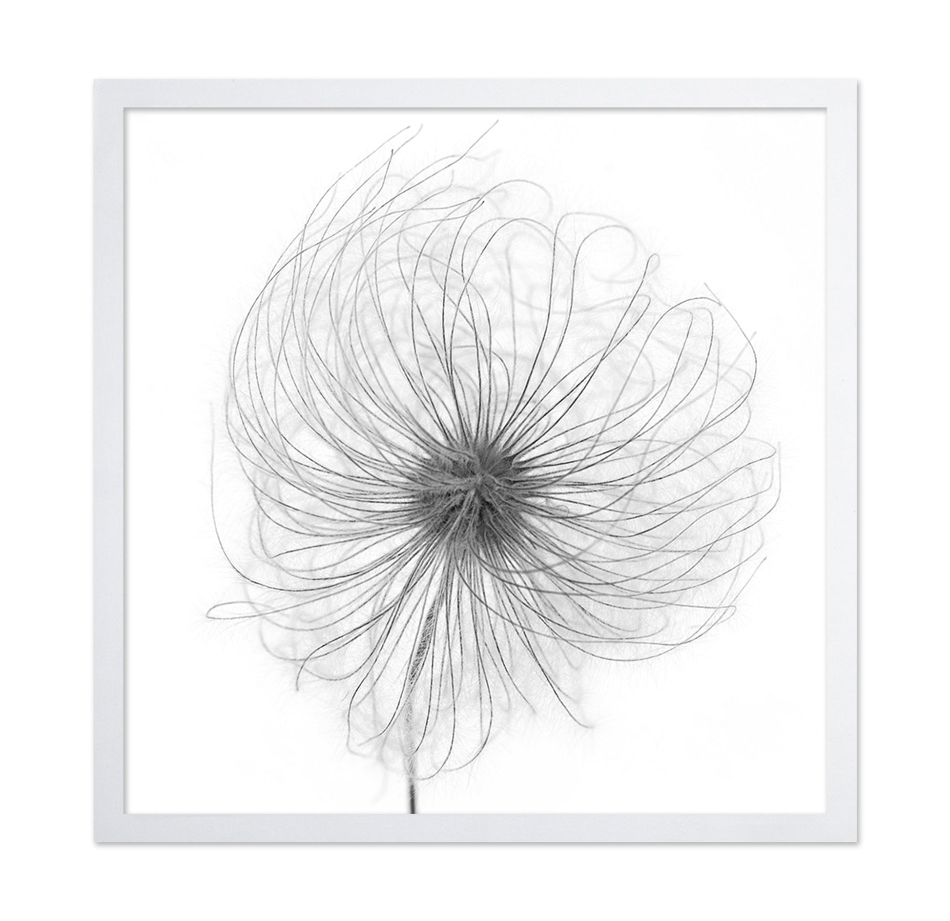 Fluffy Seed Head