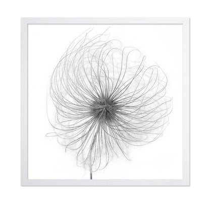 Fluffy Seed Head