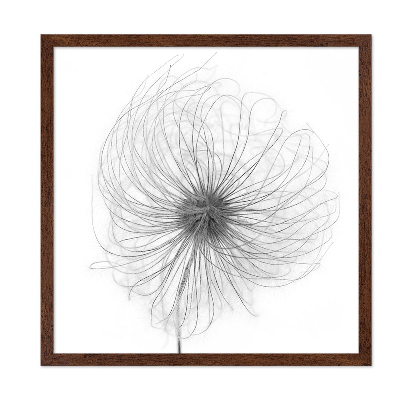 Fluffy Seed Head