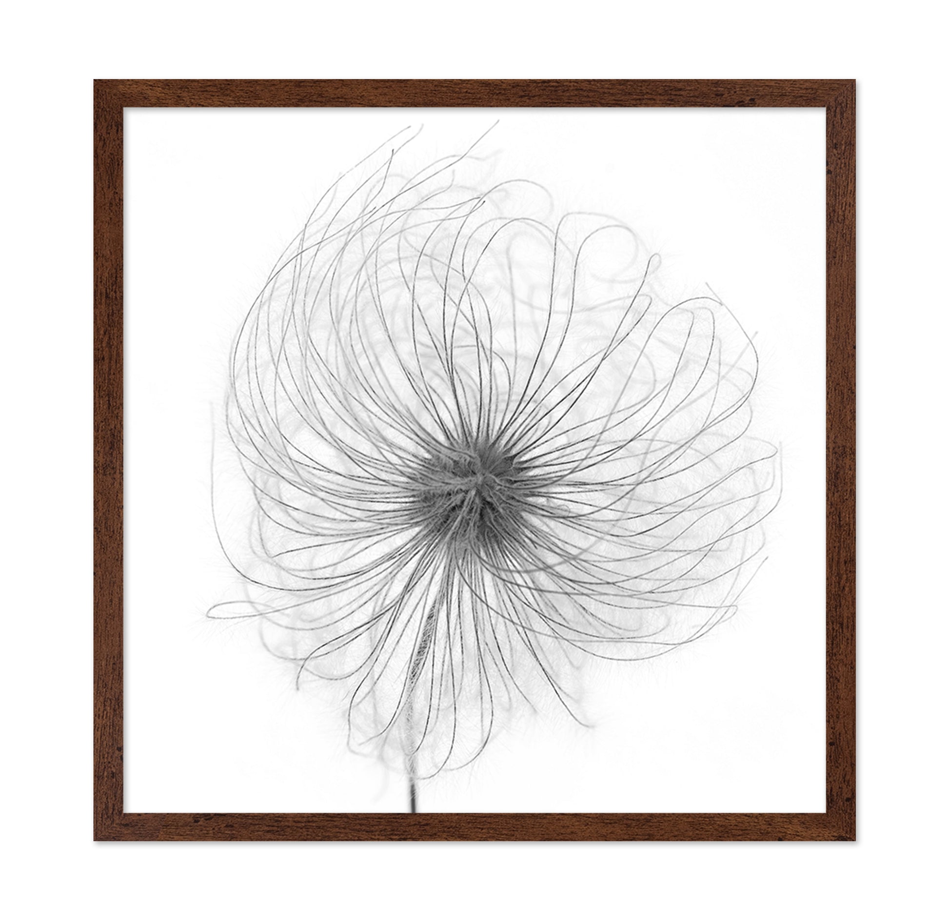 Fluffy Seed Head