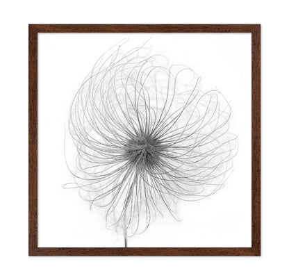 Fluffy Seed Head