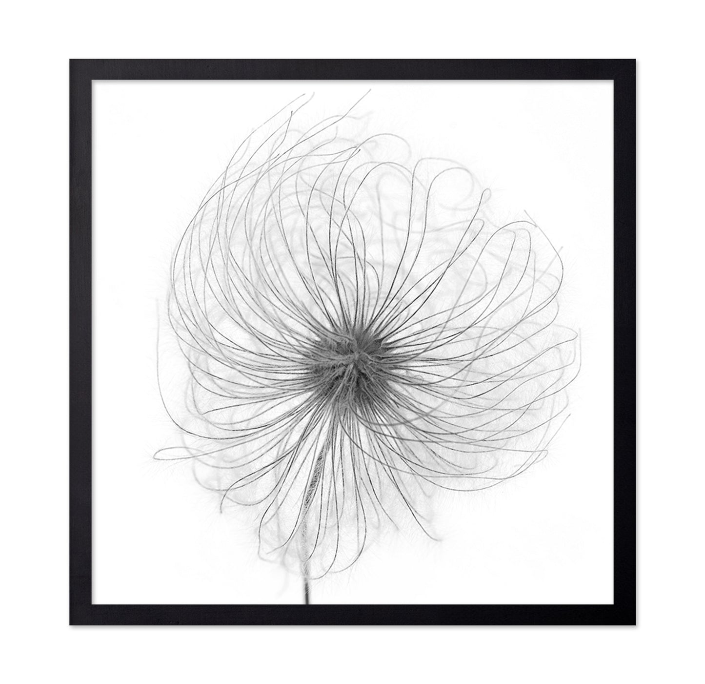 Fluffy Seed Head