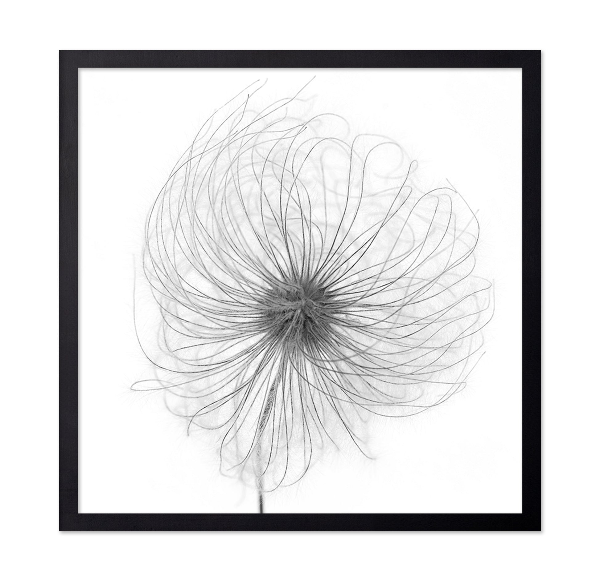 Fluffy Seed Head