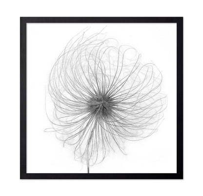 Fluffy Seed Head