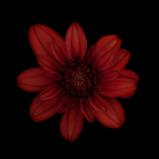 Red Dahlia