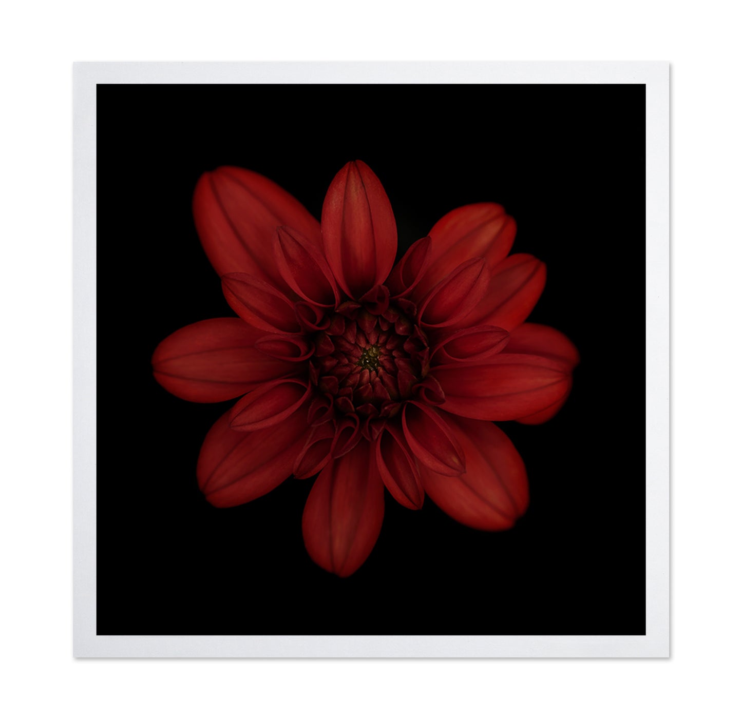 Red Dahlia