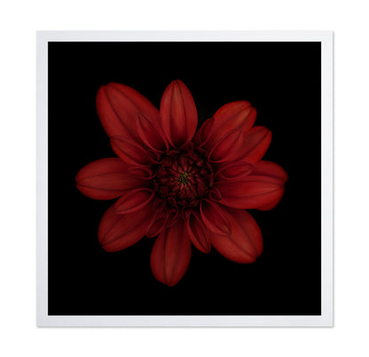 Red Dahlia