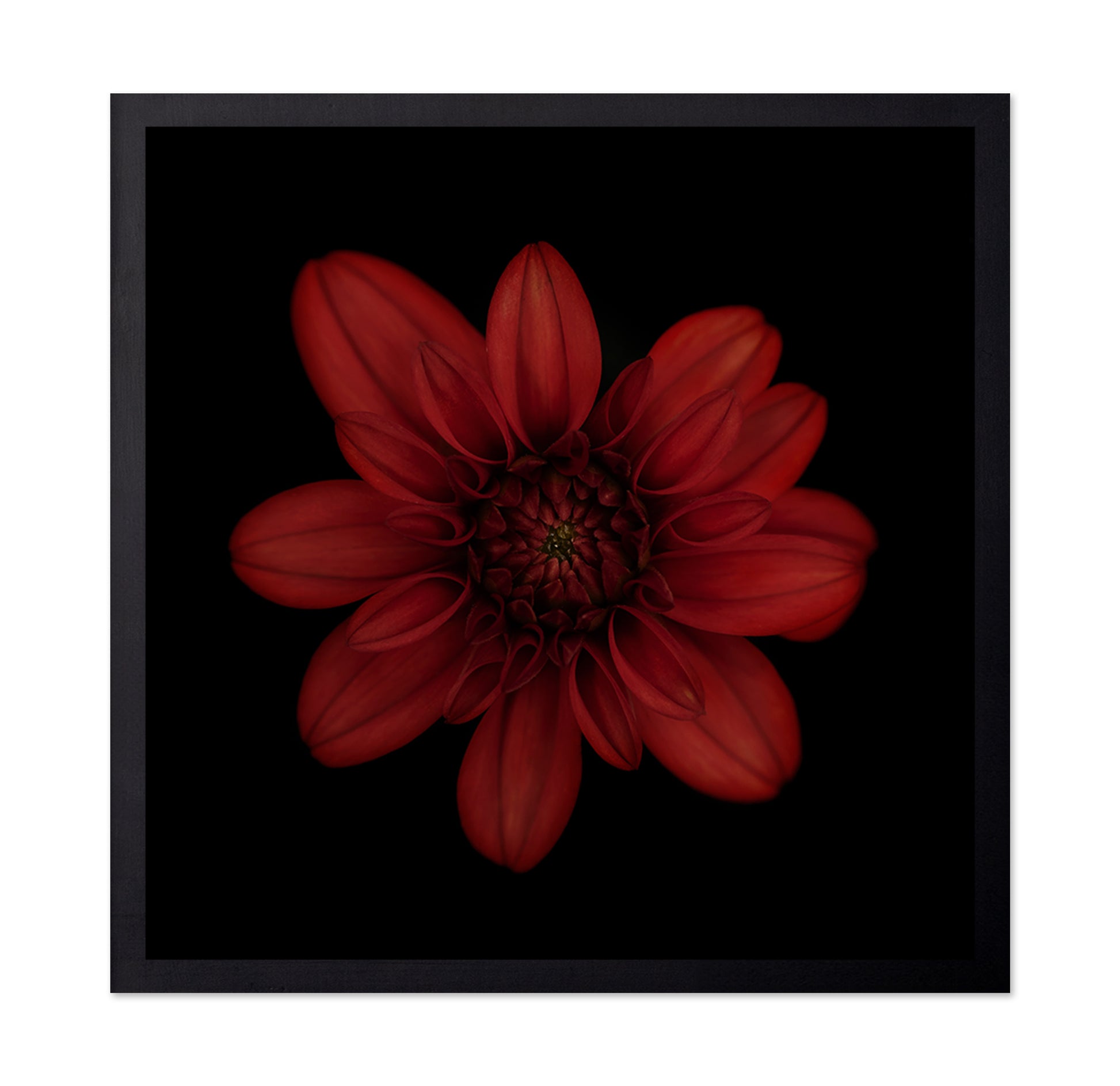 Red Dahlia