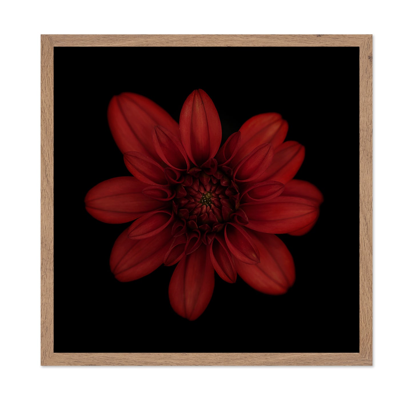 Red Dahlia