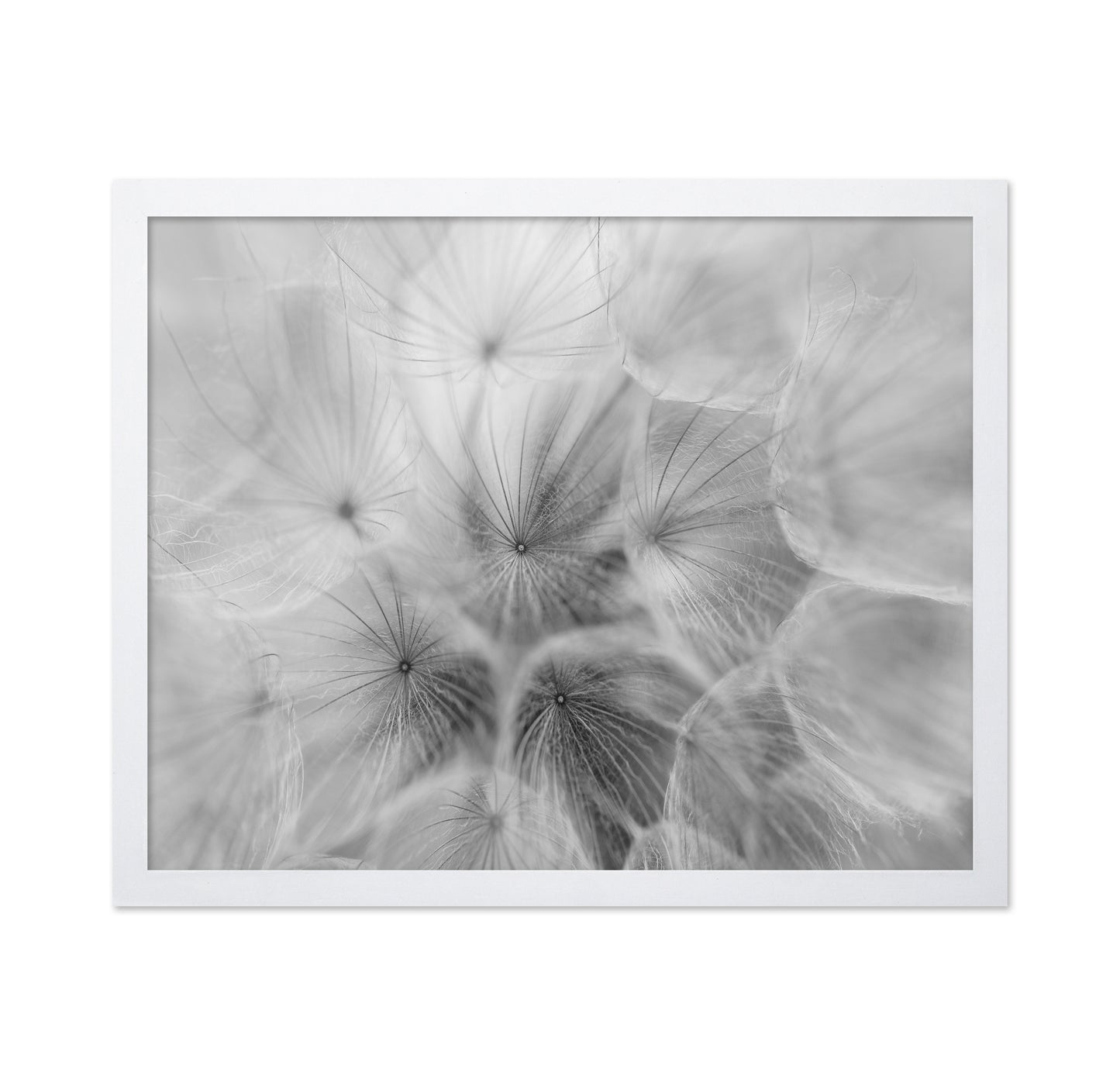 Salsify