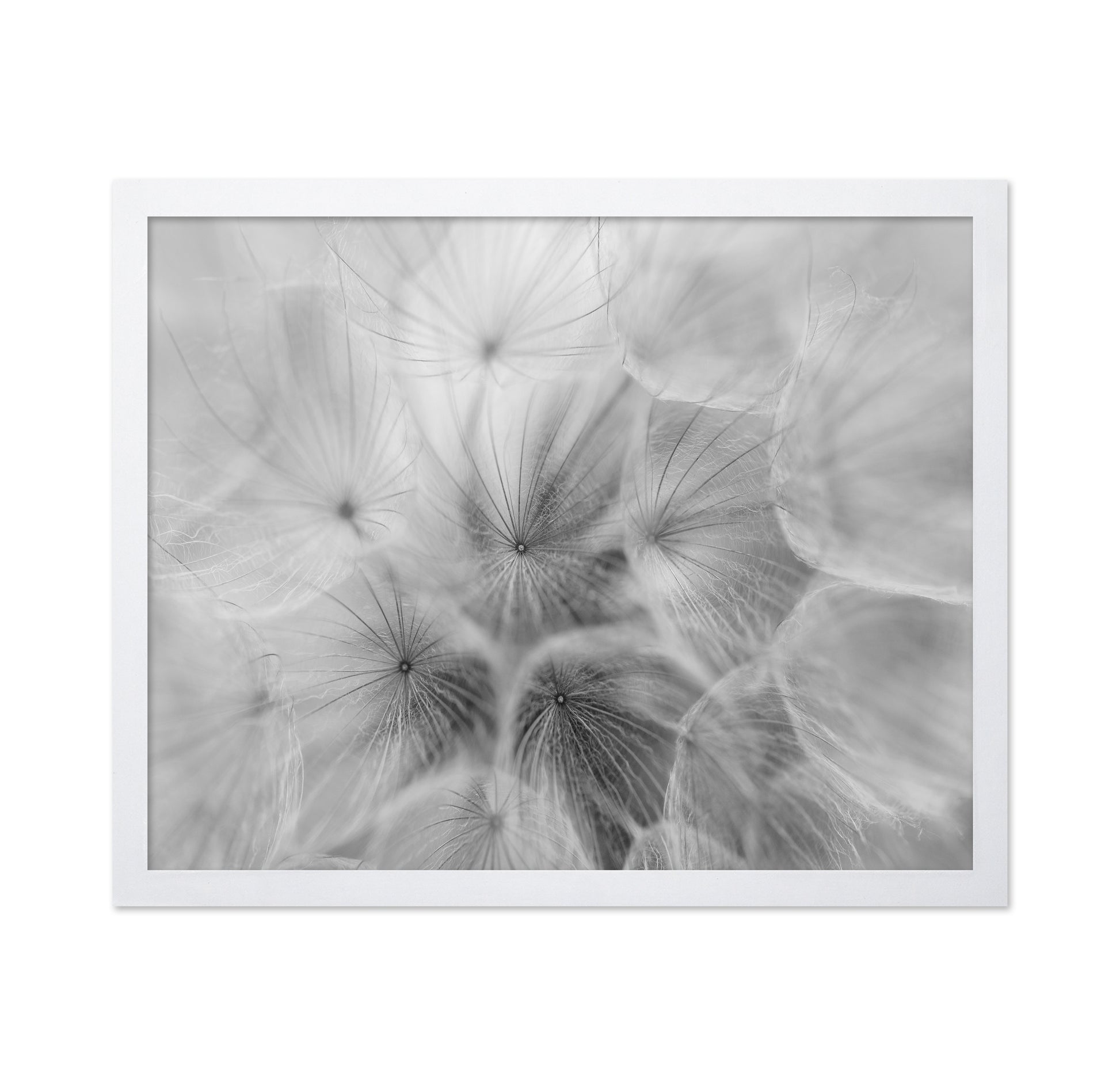 Salsify