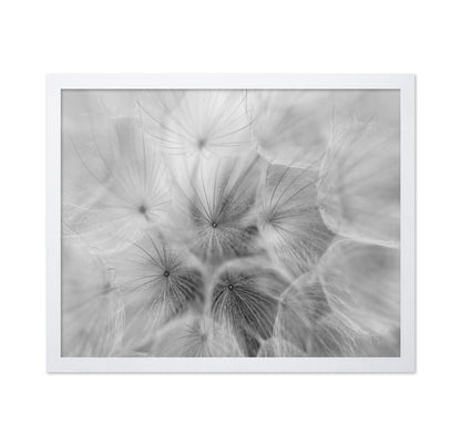 Salsify