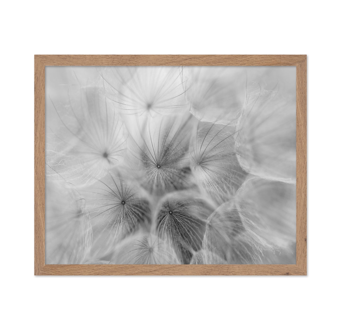 Salsify