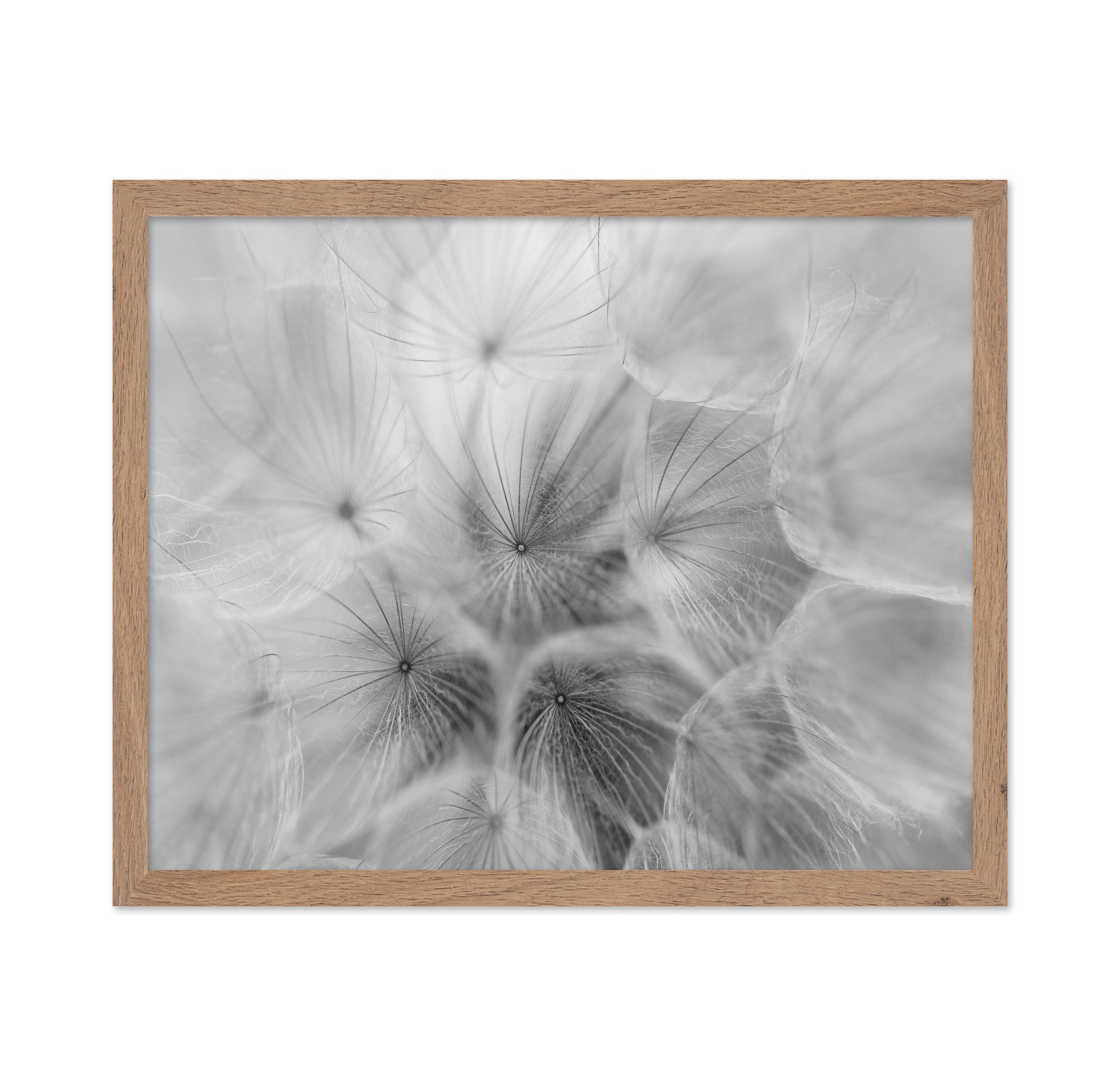 Salsify