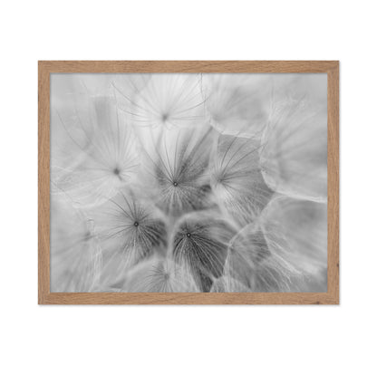 Salsify