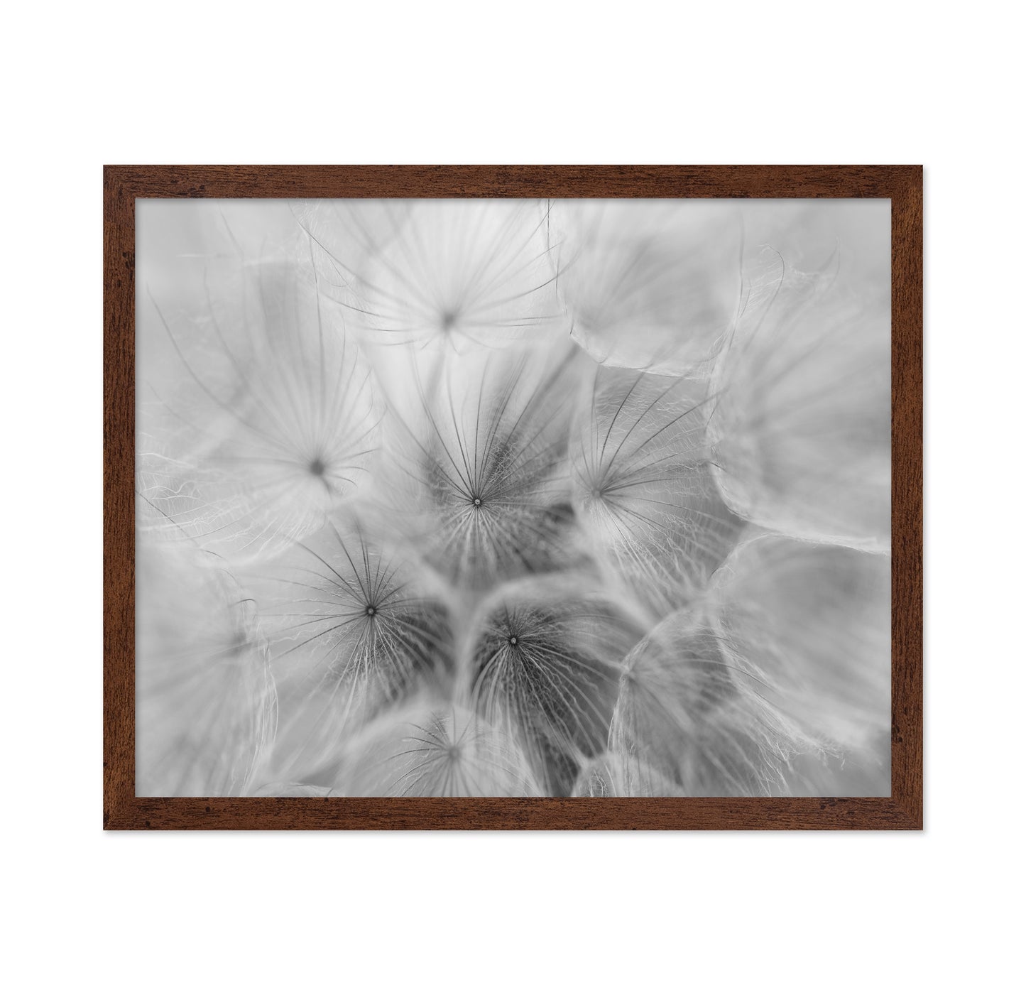 Salsify