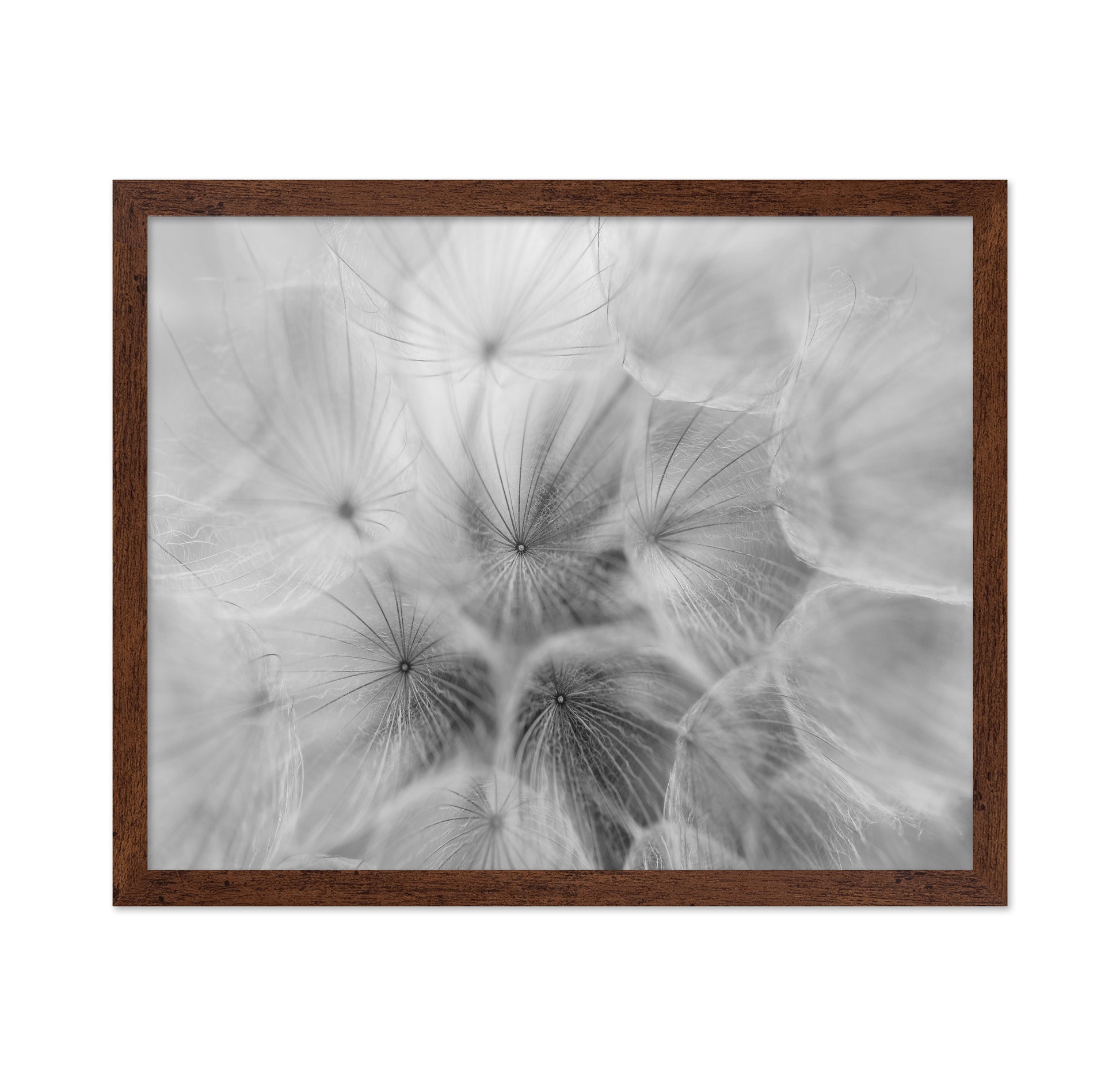 Salsify
