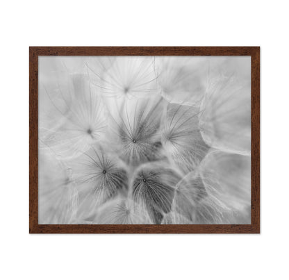 Salsify