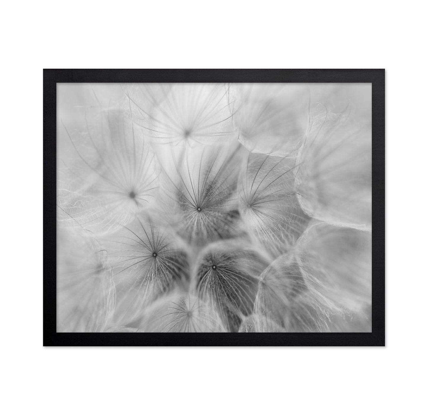 Salsify