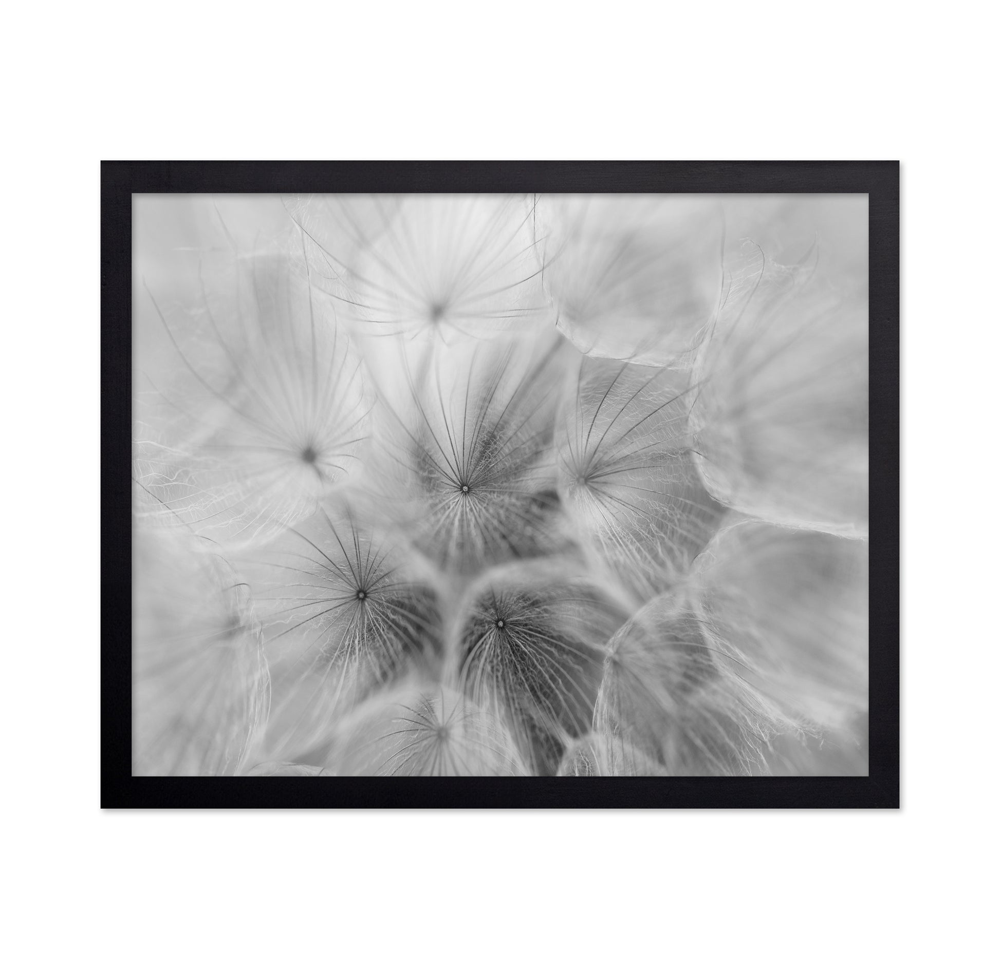 Salsify