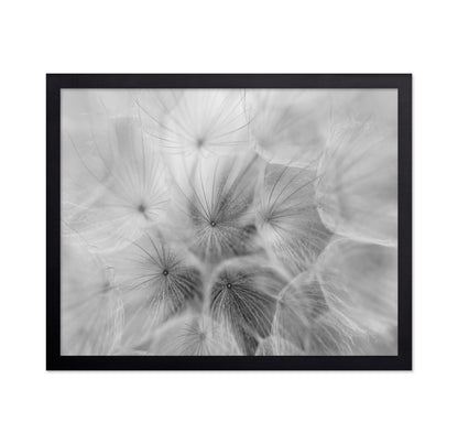 Salsify