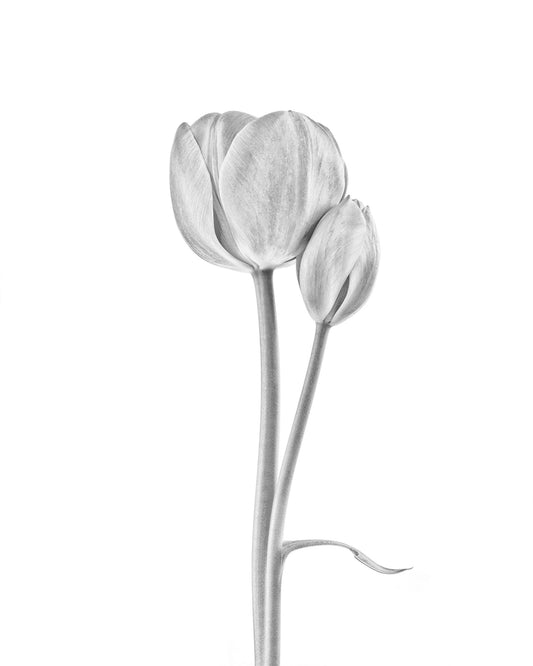 Tulip Flowers