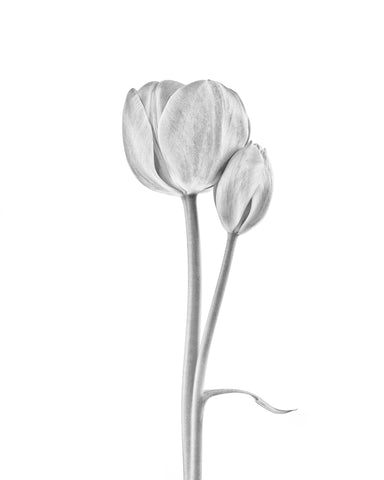 Tulip Flowers
