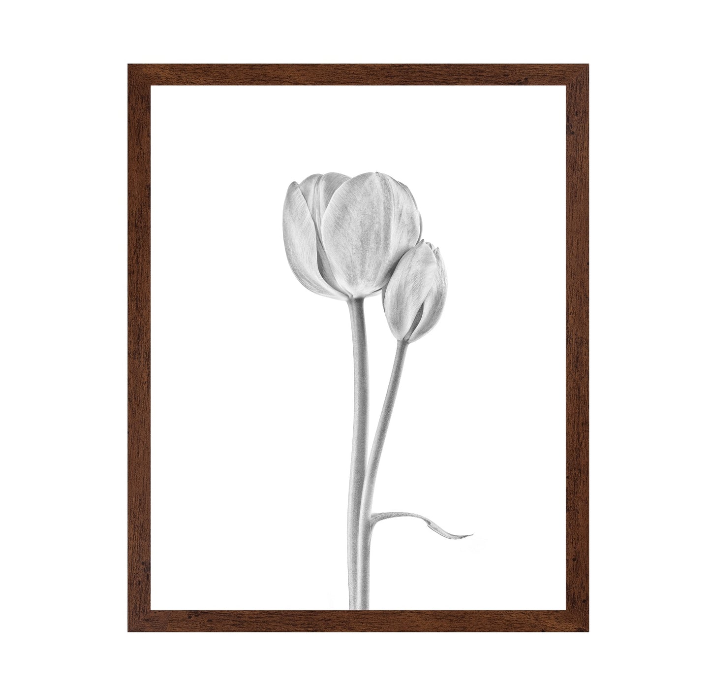 Tulip Flowers