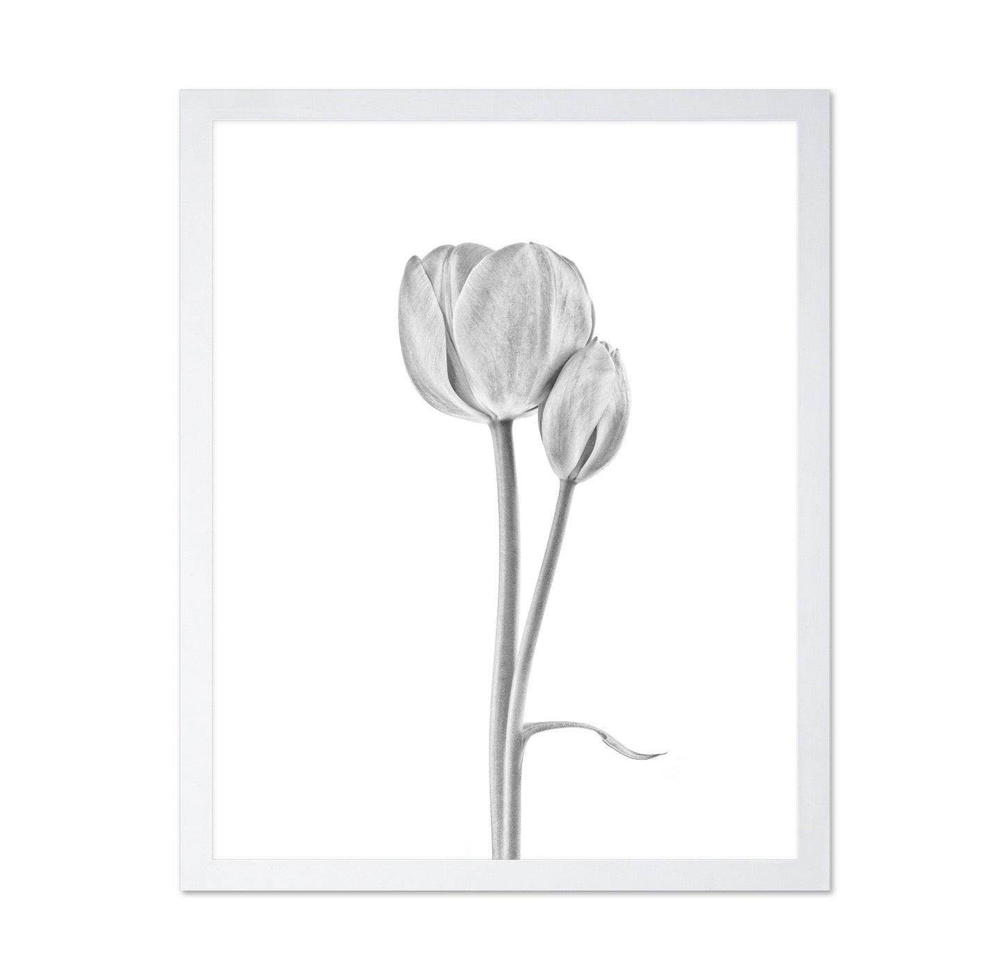 Tulip Flowers