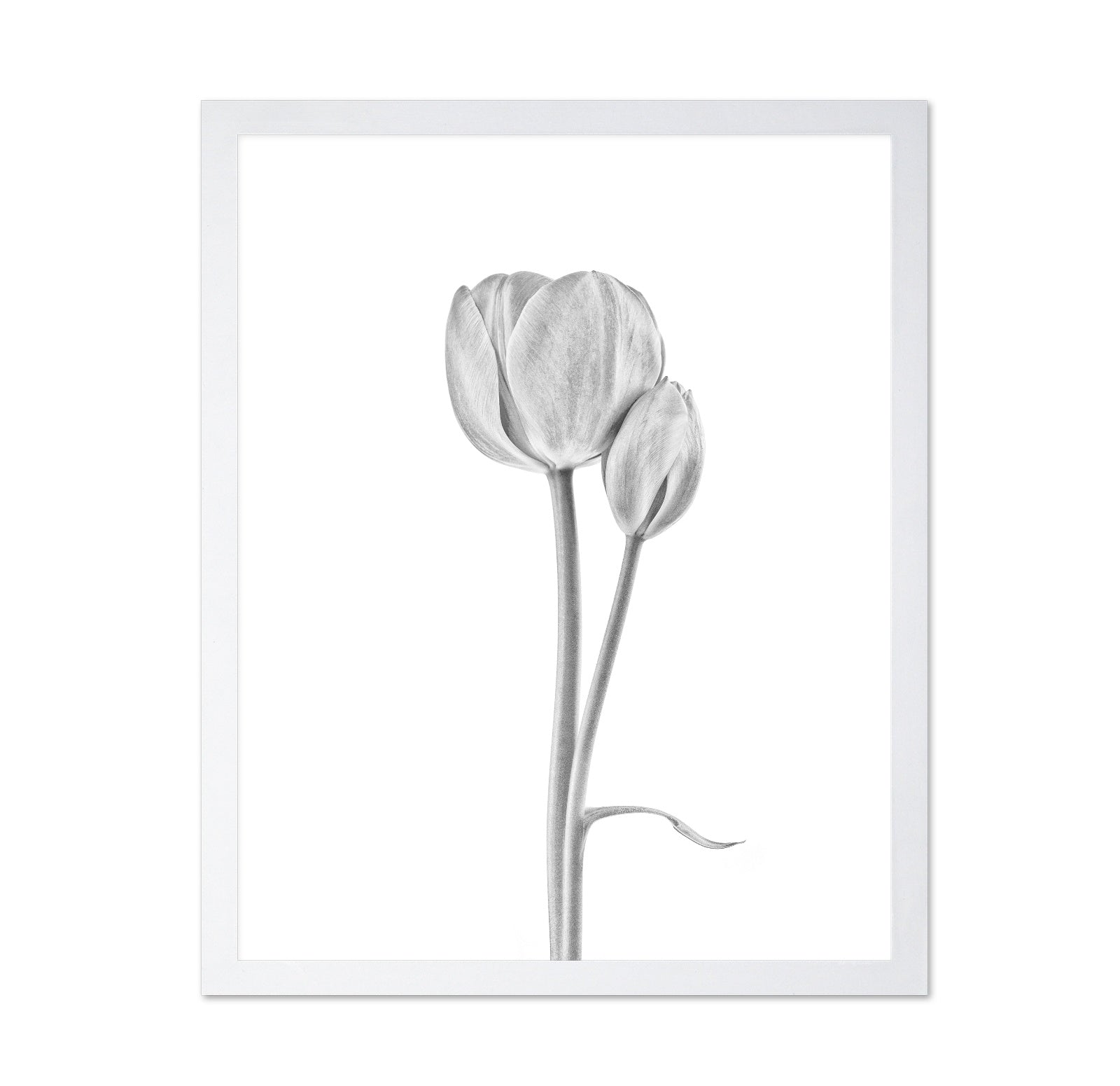 Tulip Flowers
