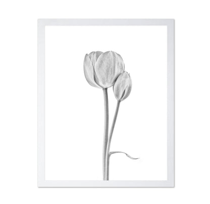 Tulip Flowers