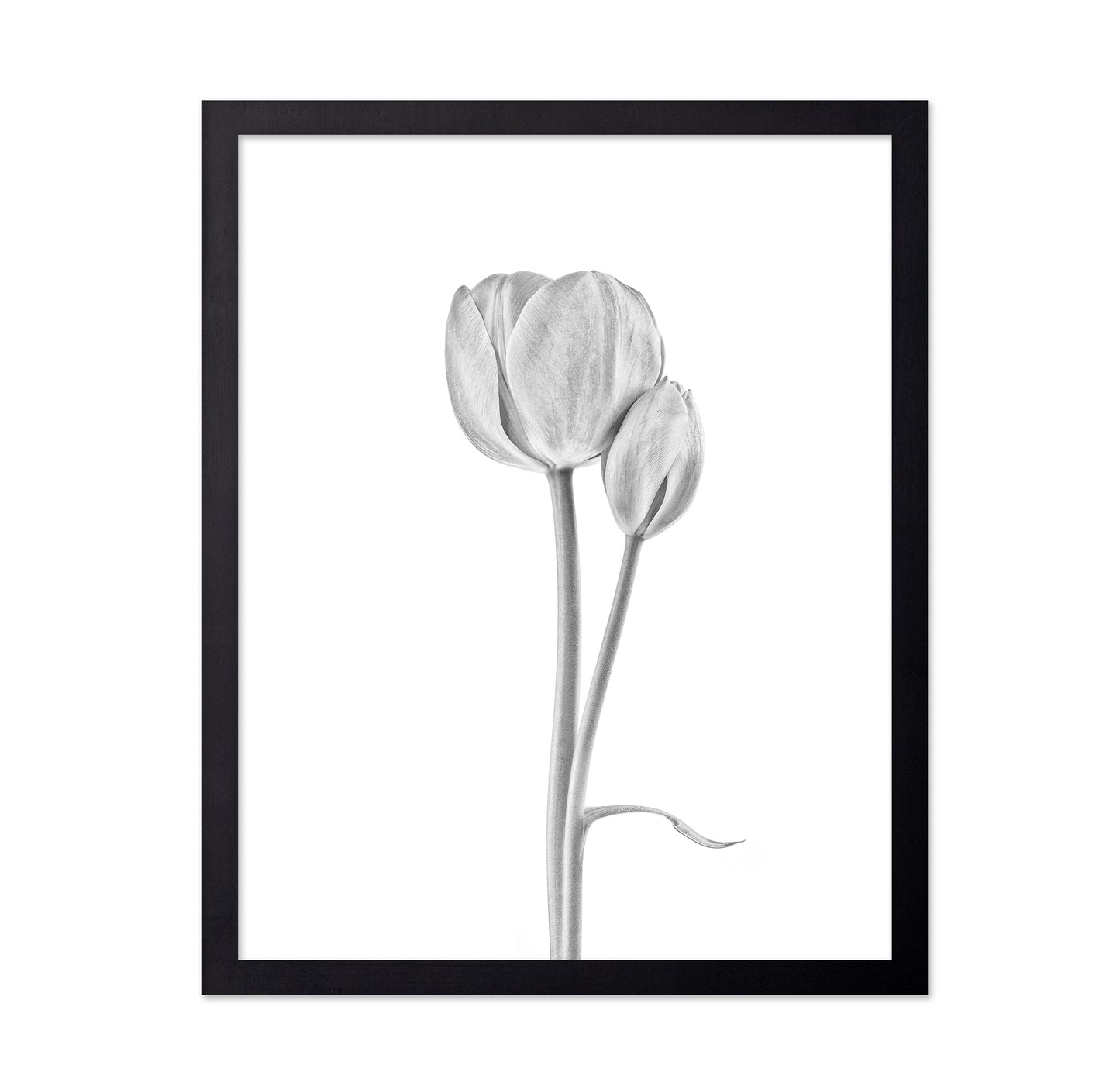Tulip Flowers