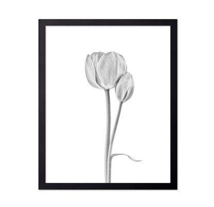 Tulip Flowers