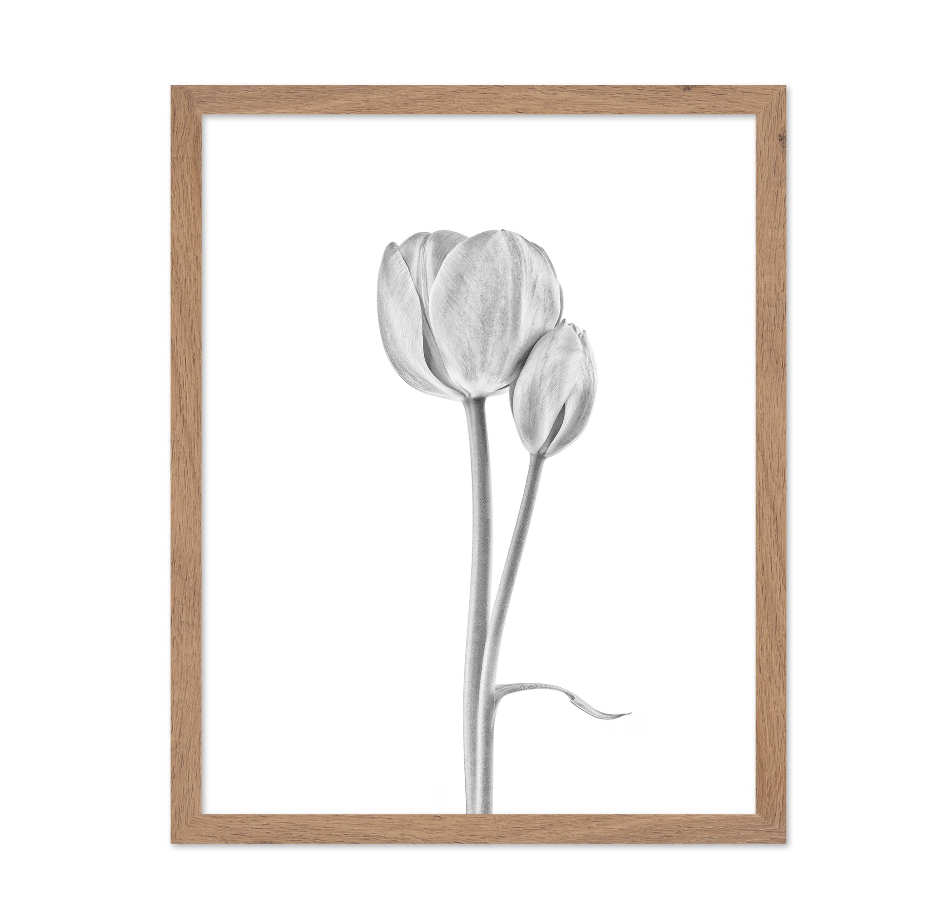 Tulip Flowers