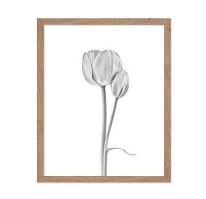 Tulip Flowers