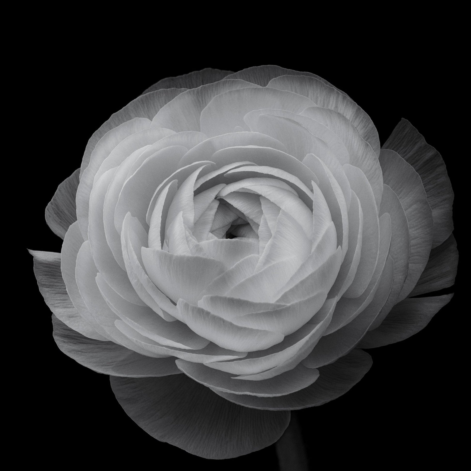 Ranunculus Black and White