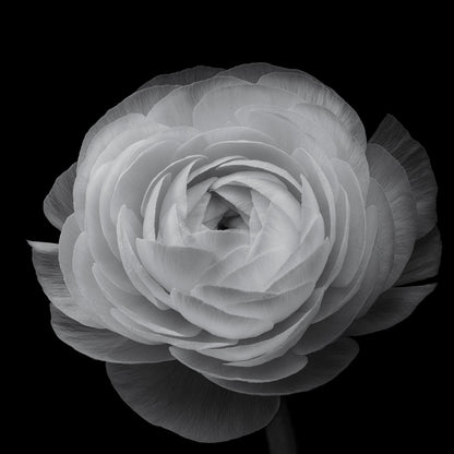 Ranunculus Black and White