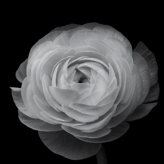 Ranunculus Black and White
