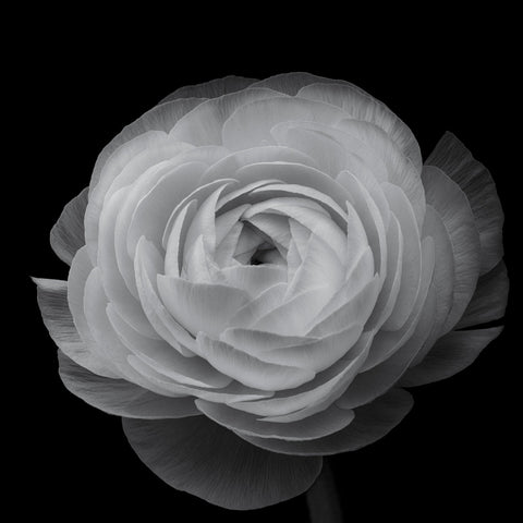 Ranunculus Black and White