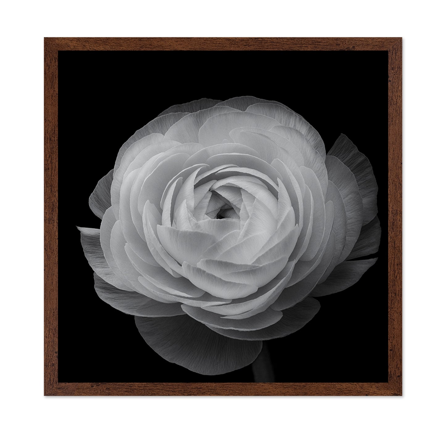 Ranunculus Black and White