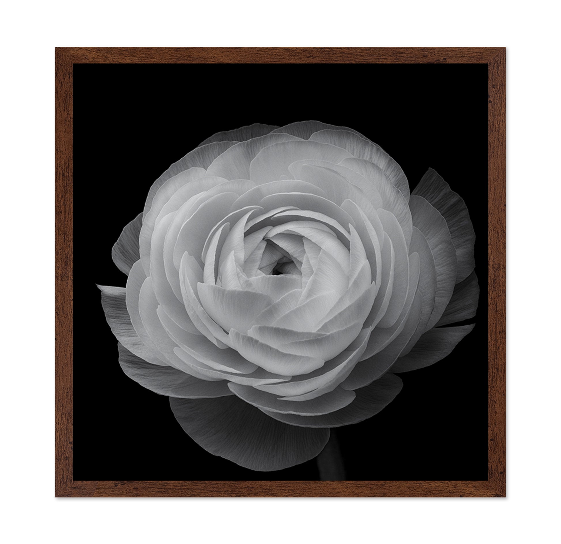 Ranunculus Black and White