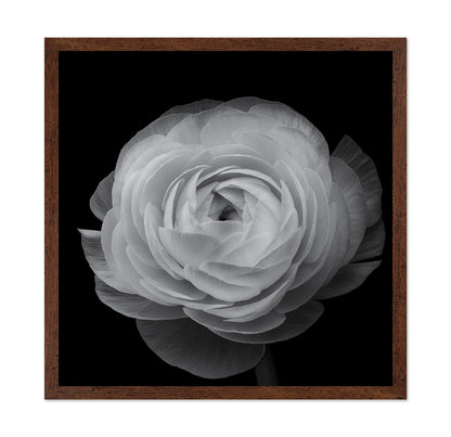 Ranunculus Black and White