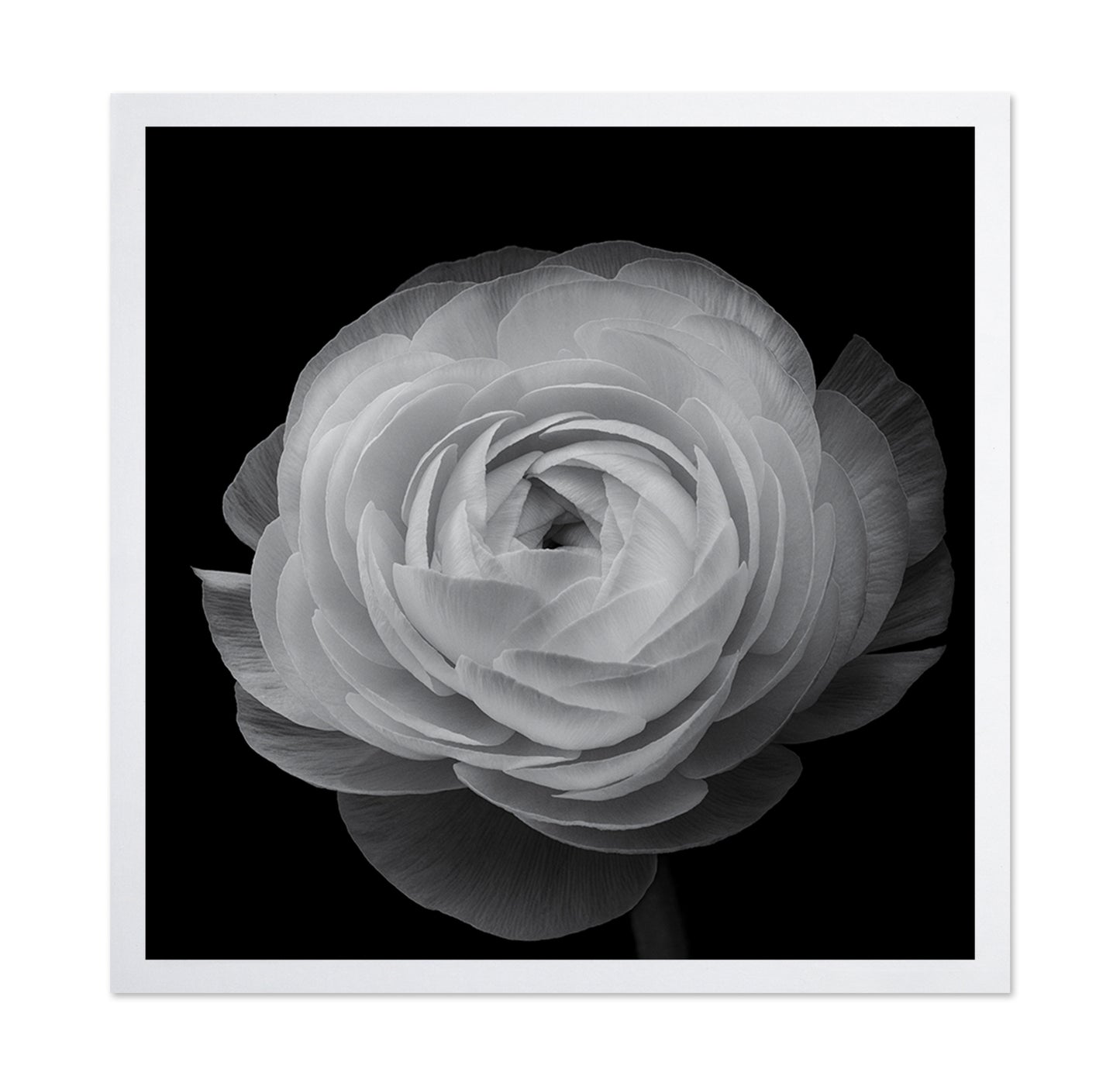 Ranunculus Black and White