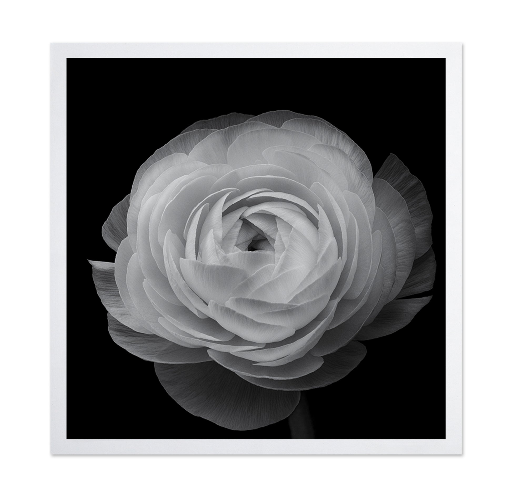 Ranunculus Black and White