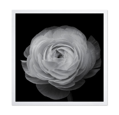 Ranunculus Black and White