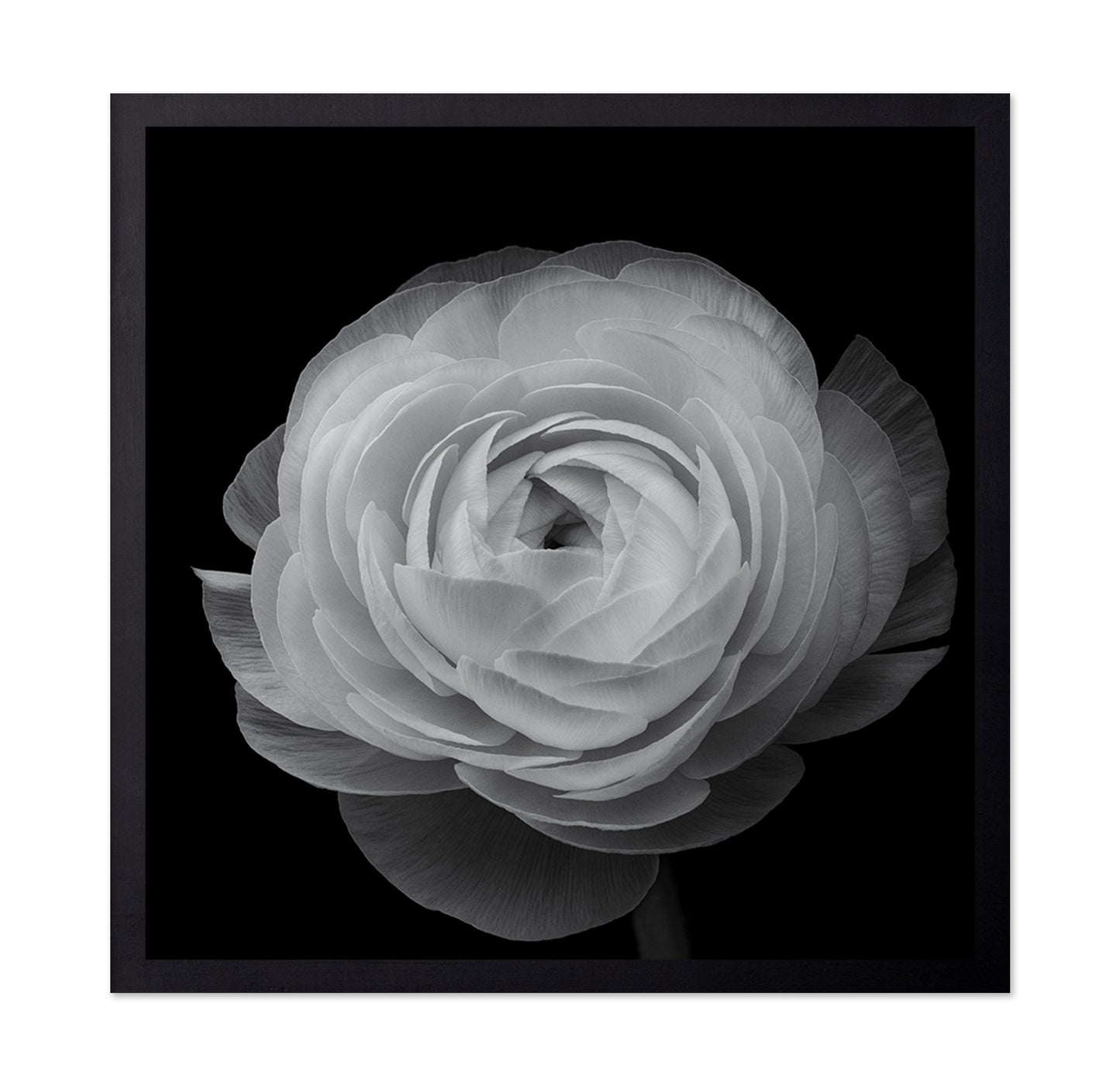 Ranunculus Black and White