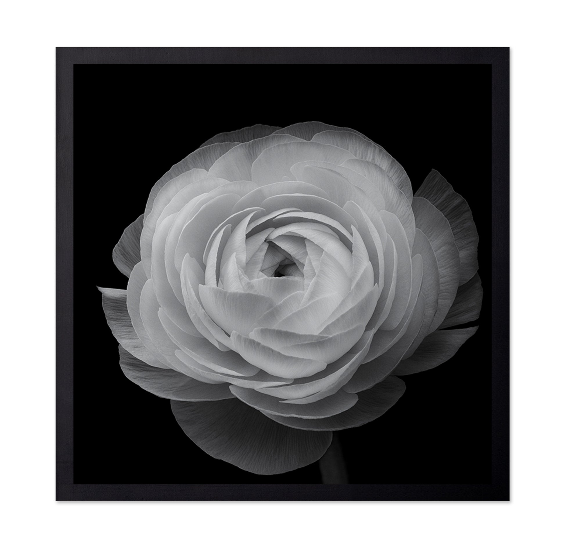 Ranunculus Black and White