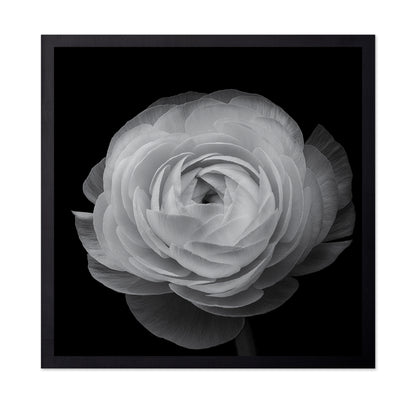 Ranunculus Black and White