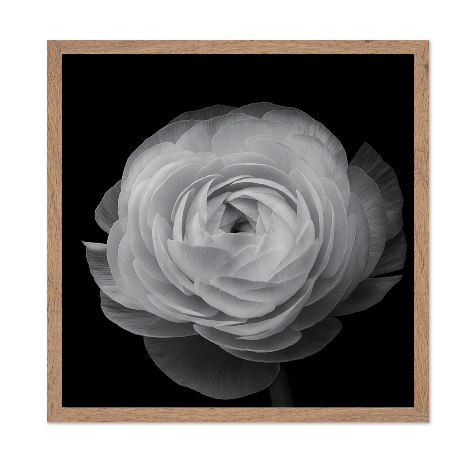 Ranunculus Black and White